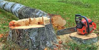 How Our Tree Care Process Works  in  Gloucester City, NJ
