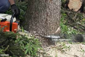 Best Fruit Tree Pruning  in Gloucester City, NJ