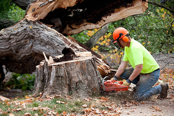 Best Stump Grinding and Removal  in Gloucester City, NJ